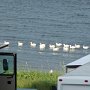 <p align=left>Non, non ce ne sont pas des goélands mais des canards blancs.